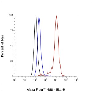 Anti-Laminin beta 1 Rabbit mAb
