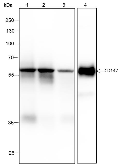 Anti-CD147 Mouse mAb