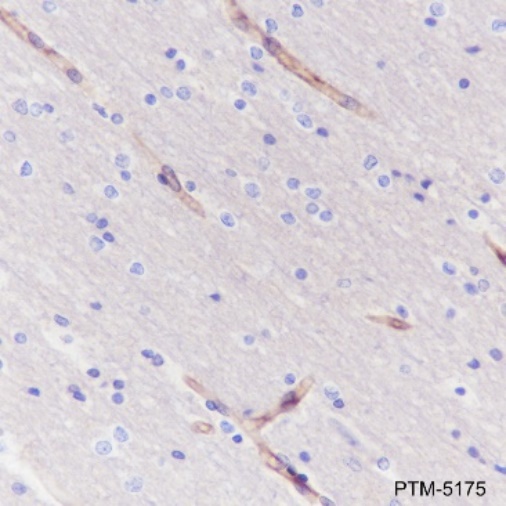 Anti-CD147 Mouse mAb