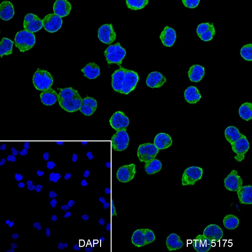 Anti-CD147 Mouse mAb