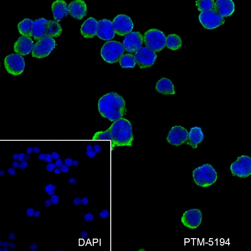 Anti-CD45 Mouse mAb