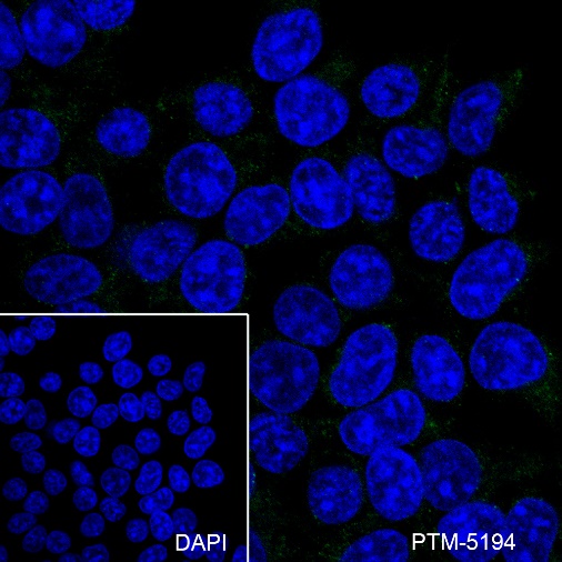 Anti-CD45 Mouse mAb