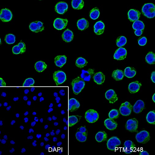 Anti-CD3 epsilon Mouse mAb