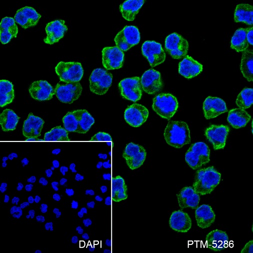 Anti-CD38 Mouse mAb