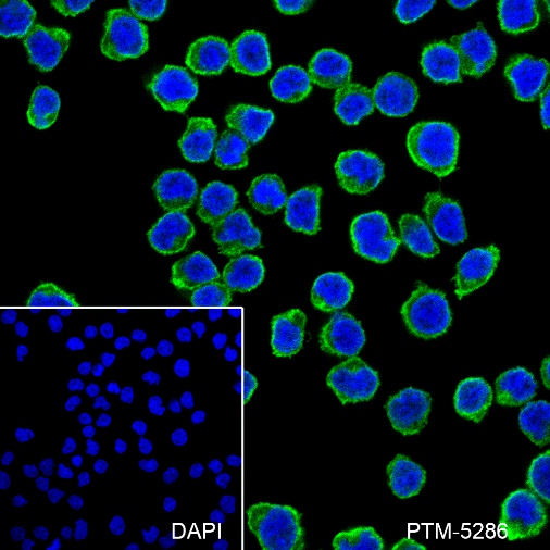 Anti-CD38 Mouse mAb