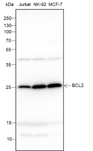 Anti-Bcl-2 Mouse mAb