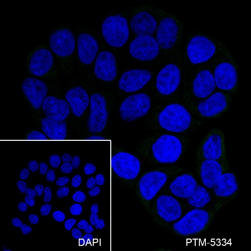 Anti-CD86 Mouse mAb
