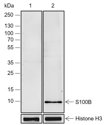Anti-S100B Rabbit pAb