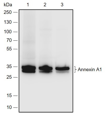 Anti-Annexin A1 Rabbit pAb