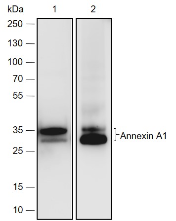 Anti-Annexin A1 Rabbit pAb