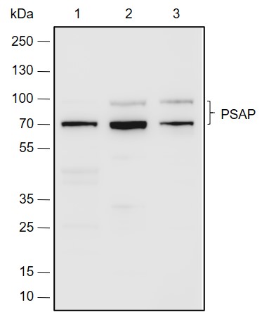 Anti-PSAP Rabbit pAb