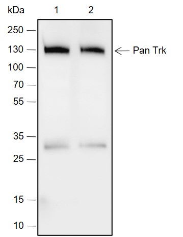 Anti-Pan-Trk Rabbit mAb