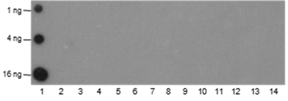 Anti-Butyryl-Histone H4 (Lys5) Mouse mAb