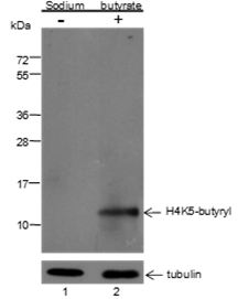 Anti-Butyryl-Histone H4 (Lys5) Mouse mAb
