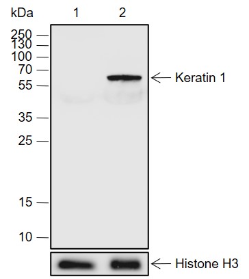 Anti-Keratin 1 Rabbit pAb