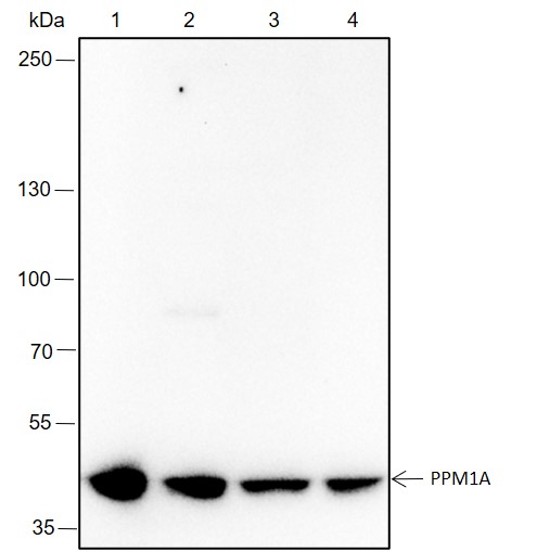Anti-PPM1A Rabbit mAb