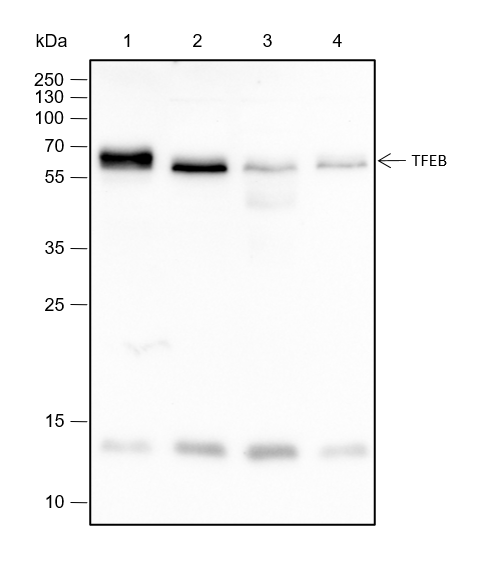 Anti-TFEB Rabbit mAb