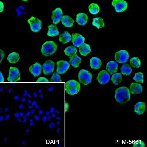 Anti-TFEB Rabbit mAb