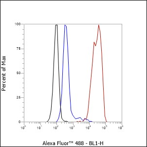 Anti-TFEB Rabbit mAb