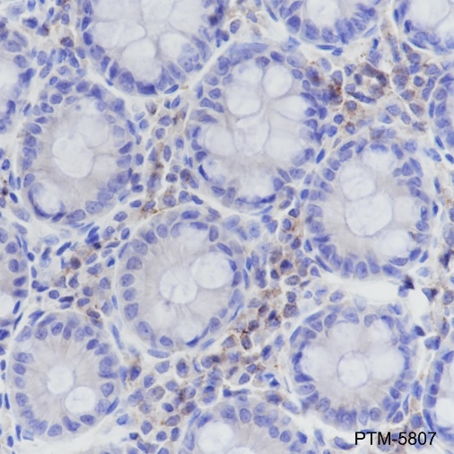 Anti-CD50/ICAM-3 Rabbit mAb