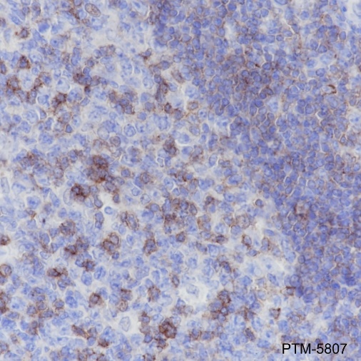 Anti-CD50/ICAM-3 Rabbit mAb