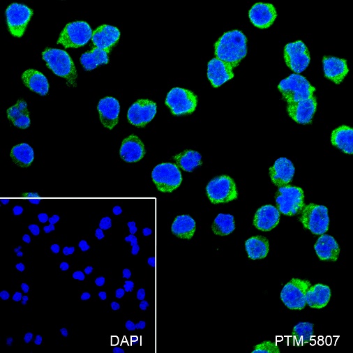Anti-CD50/ICAM-3 Rabbit mAb