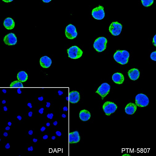 Anti-CD50/ICAM-3 Rabbit mAb