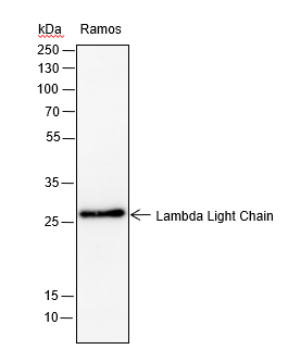 Anti-Lambda Light Chain Rabbit mAb