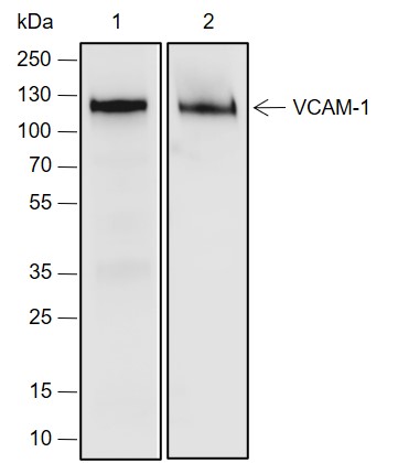 Anti-VCAM1 Rabbit mAb