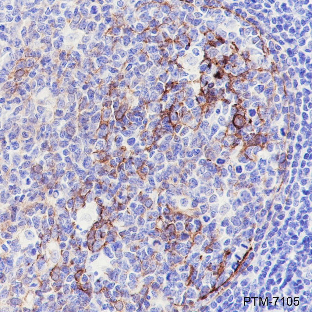 Anti-VCAM1 Rabbit mAb