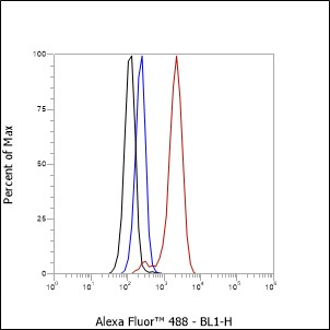 Anti-PACSIN3 Rabbit mAb