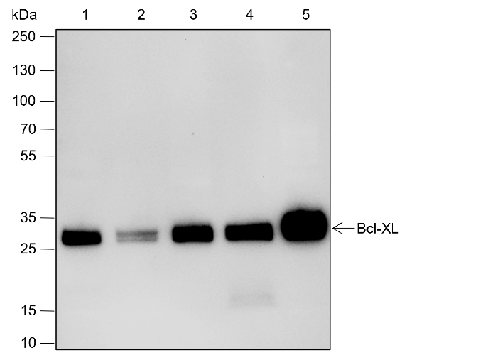 Anti-Bcl-XL Rabbit mAb