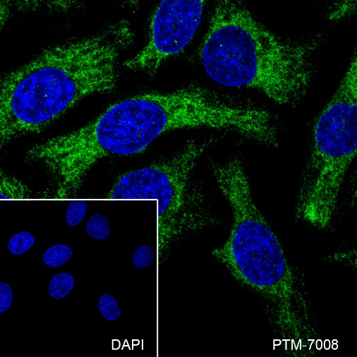 Anti-Bcl-XL Rabbit mAb