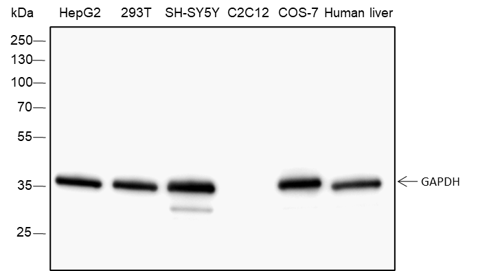 Anti-GAPDH Rabbit mAb