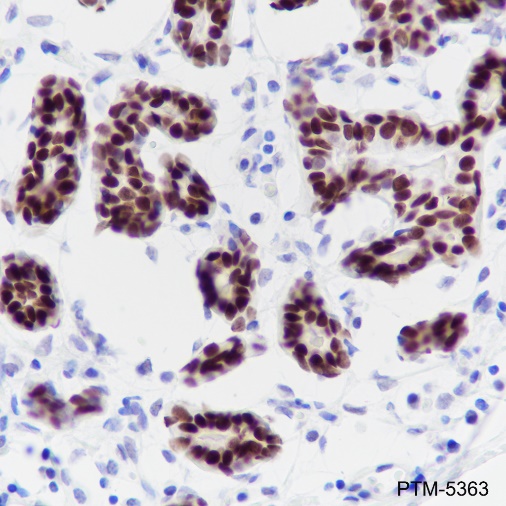 Anti-SOX10 Rabbit mAb