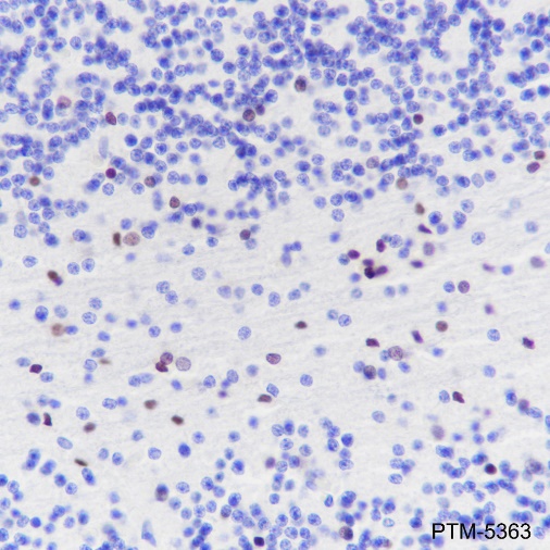 Anti-SOX10 Rabbit mAb