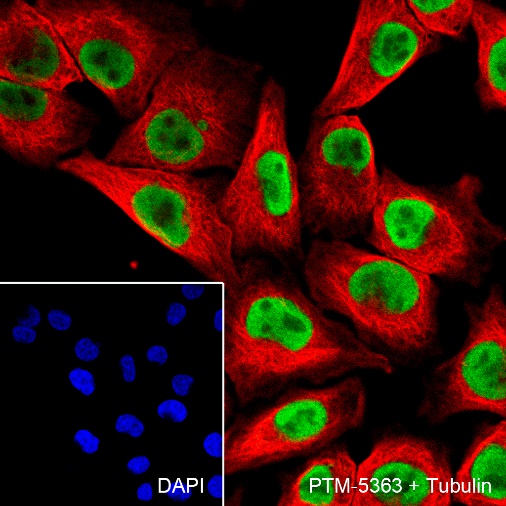 Anti-SOX10 Rabbit mAb