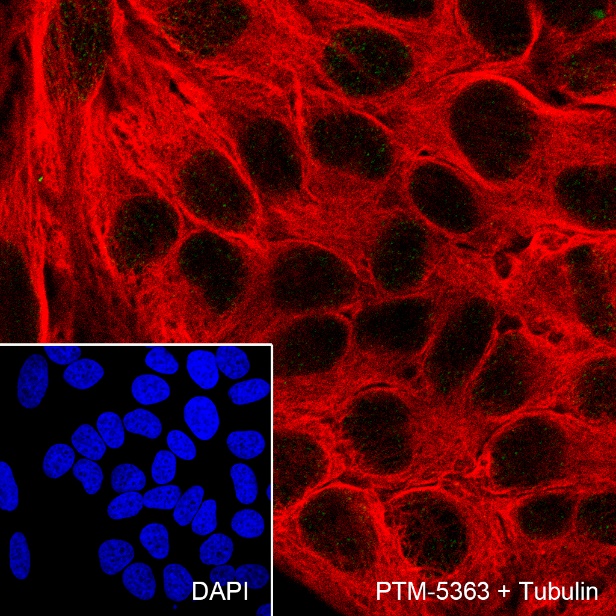 Anti-SOX10 Rabbit mAb