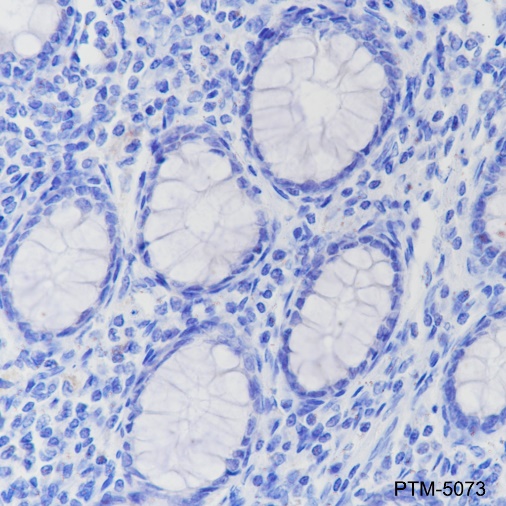 Rabbit mAb IgG Isotype Control