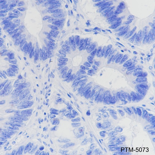 Rabbit mAb IgG Isotype Control