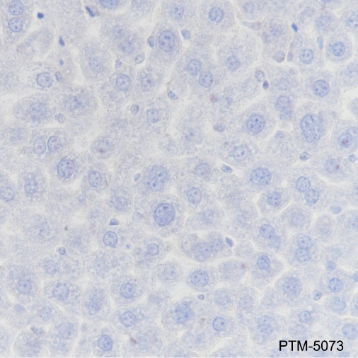 Rabbit mAb IgG Isotype Control
