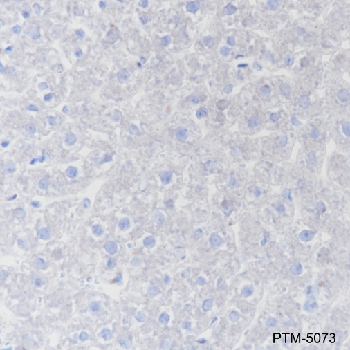 Rabbit mAb IgG Isotype Control
