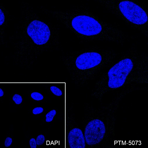 Rabbit mAb IgG Isotype Control