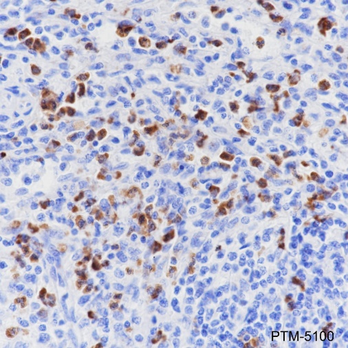 Anti-CD15/SSEA1 Rabbit mAb