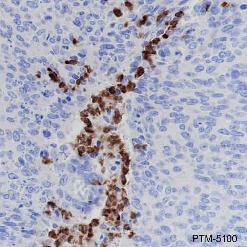 Anti-CD15/SSEA1 Rabbit mAb