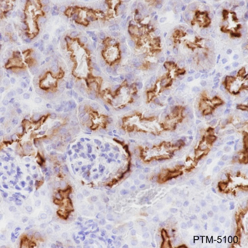 Anti-CD15/SSEA1 Rabbit mAb