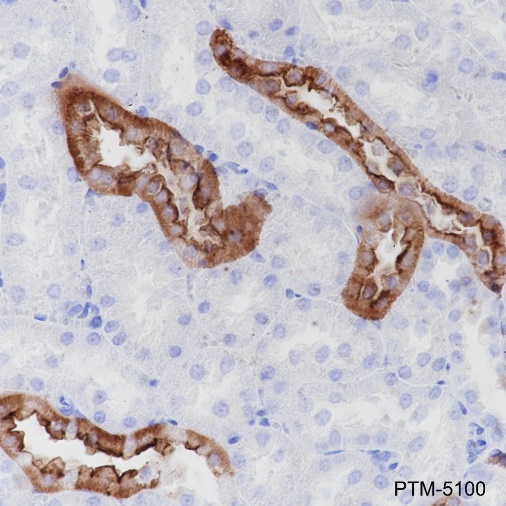 Anti-CD15/SSEA1 Rabbit mAb