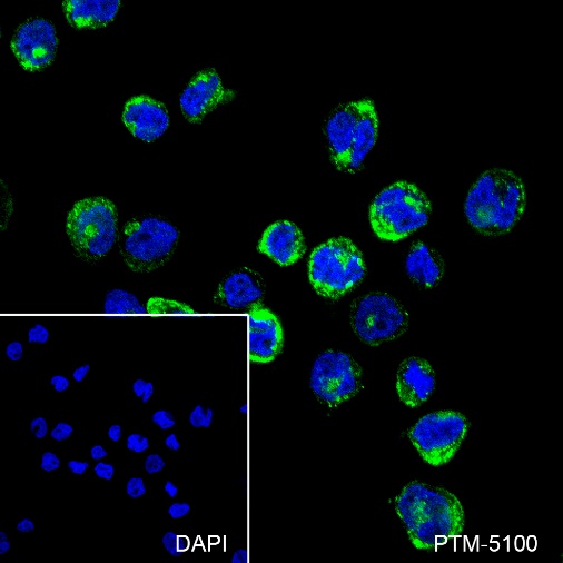 Anti-CD15/SSEA1 Rabbit mAb
