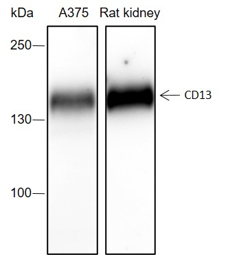Anti-CD13 Rabbit mAb