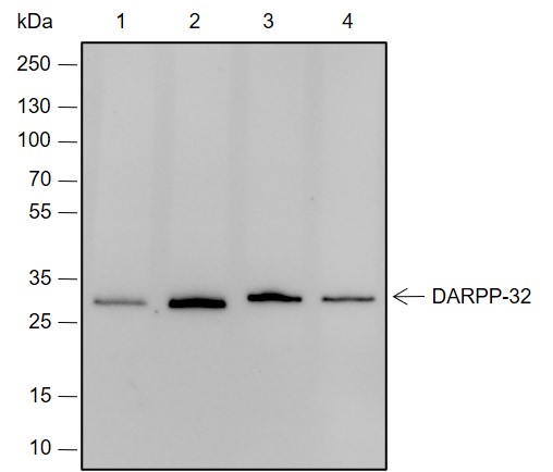Anti-DARPP-32 Rabbit mAb